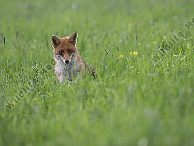 Rotfuchs