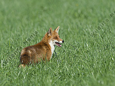 Rotfuchs