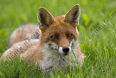 Rotfuchs