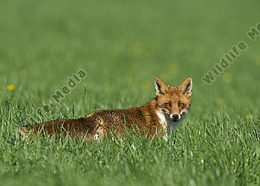 Rotfuchs