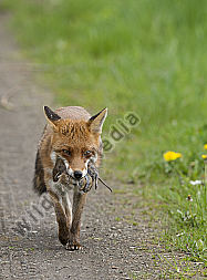 Rotfuchs