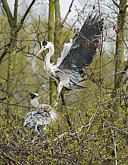 Graureiher - Ardea Cinerea