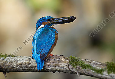 Eisvogel