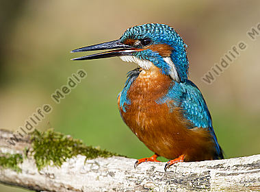 Eisvogel