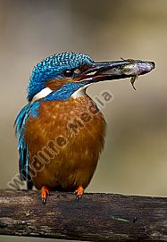 Eisvogel