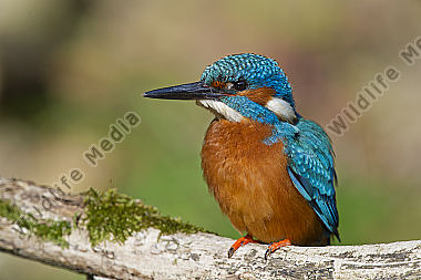 Eisvogel