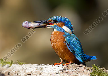 Eisvogel