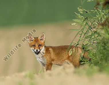 Rotfuchs