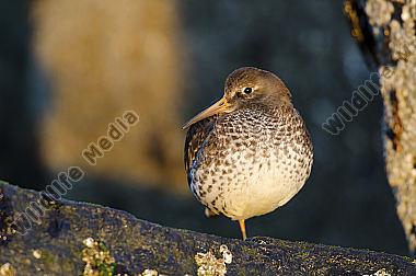 Meerstrandläufer