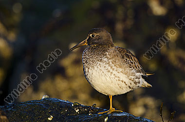 Meerstrandläufer