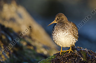 Meerstrandläufer
