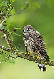 Turmfalke