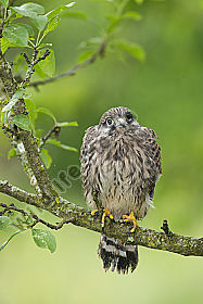 Turmfalke