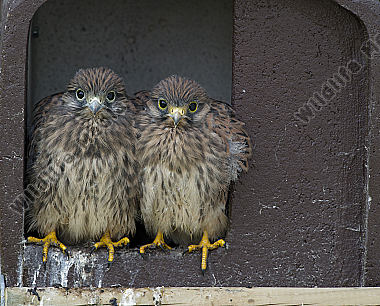 Turmfalke