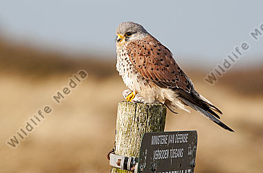 Turmfalke