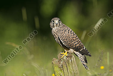 Turmfalke