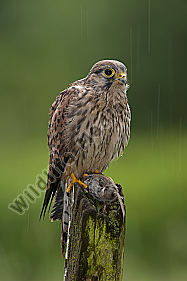 Turmfalke