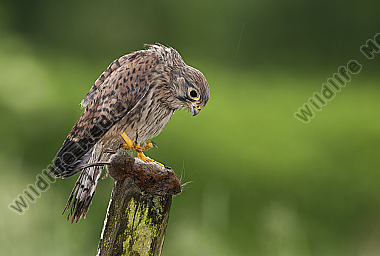 Turmfalke