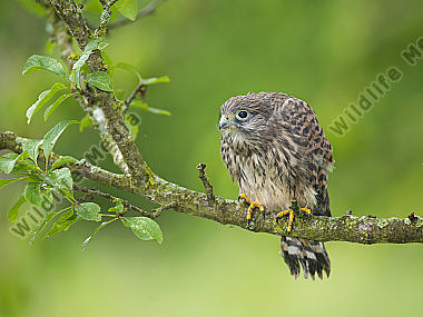 Turmfalke