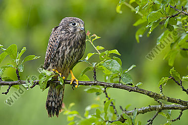 Turmfalke