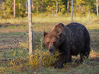 Bär