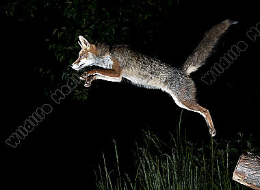 Rotfuchs