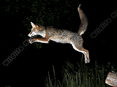 Rotfuchs