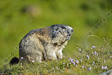 Murmeltiere