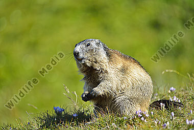 Murmeltiere