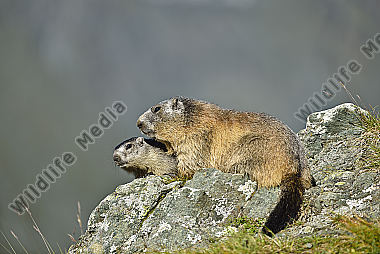 Murmeltiere