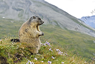 Murmeltiere