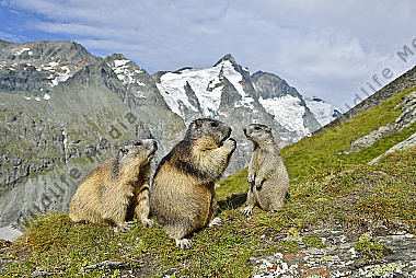 Murmeltiere