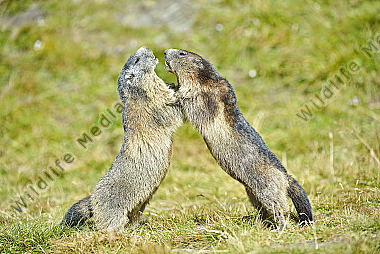 Murmeltiere