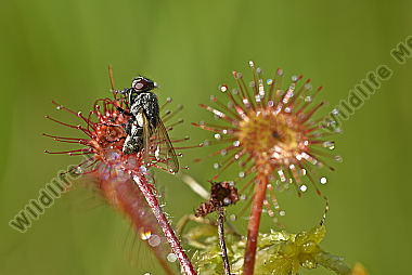 Drosera