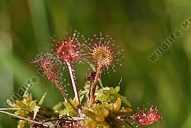 Drosera