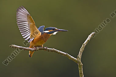 Eisvogel