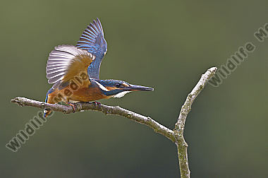 Eisvogel