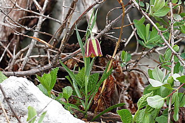 Messina-Schachblume
