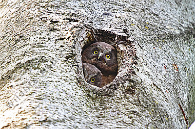 Rauhfußkauz Jungvogel
