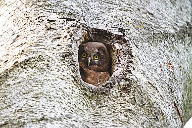 Rauhfußkauz Jungvogel