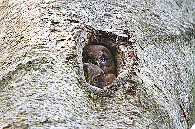 Rauhfußkauz Jungvogel