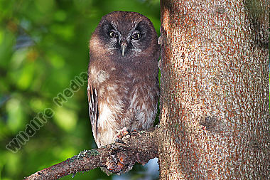 Rauhfußkauz Jungvogel