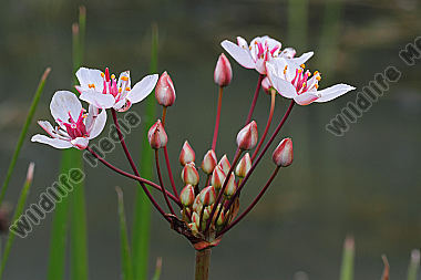 Schwanenblume