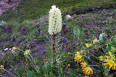 Strauß-Glockenblume