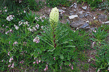 Strauß-Glockenblume
