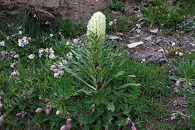 Strauß-Glockenblume