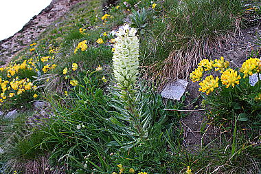 Strauß-Glockenblume