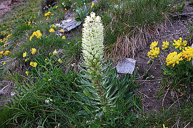 Strauß-Glockenblume