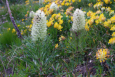 Strauß-Glockenblume