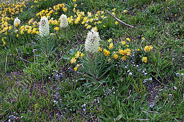 Strauß-Glockenblume